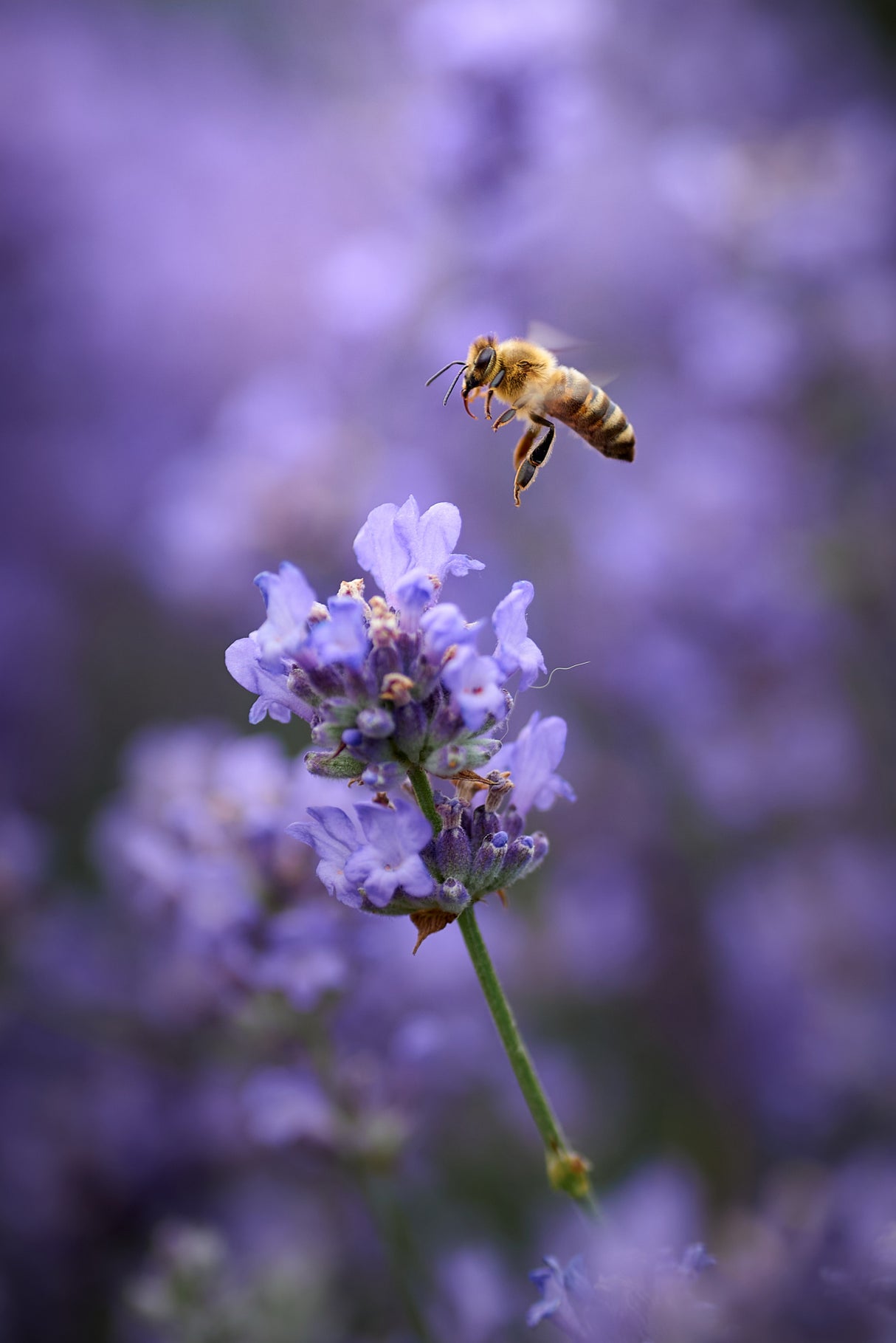 Lavender flight... Poster och Canvastavla