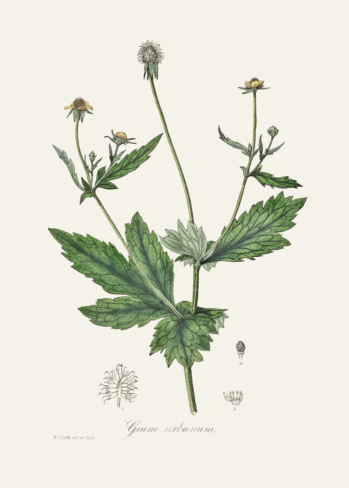 Wood Avens (geum Urbanum) Medical Botany Poster och Canvastavla