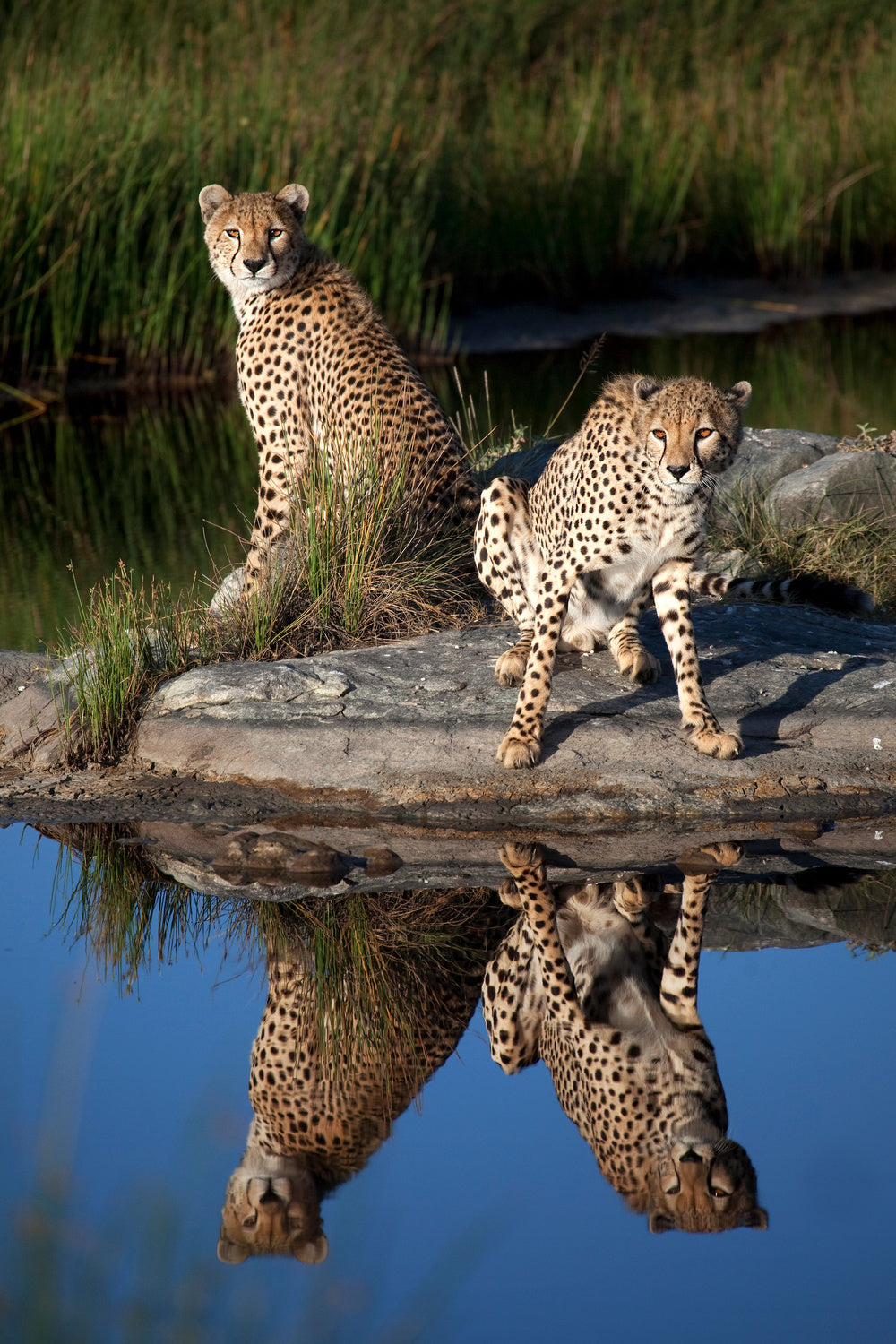 Cheetahs in the Mirror Poster och Canvastavla