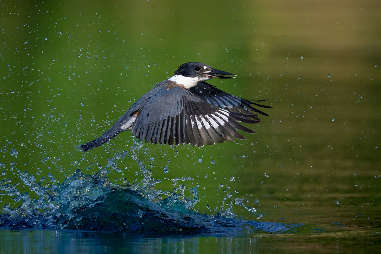 Belted Kingfisher Poster och Canvastavla