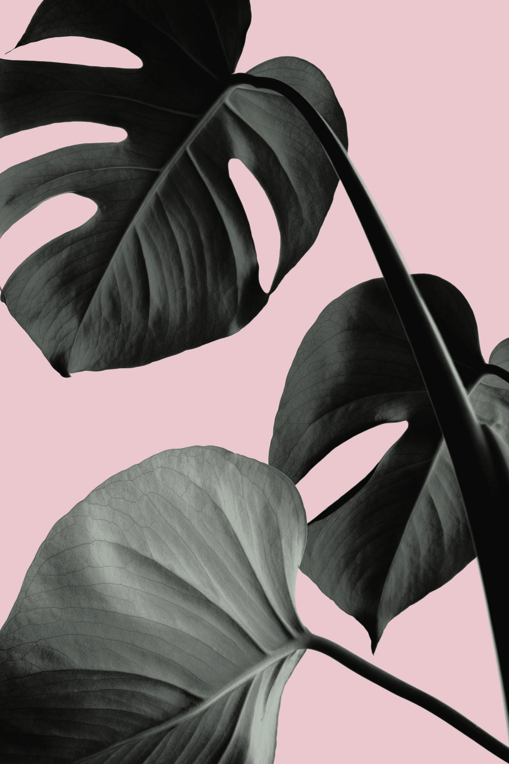 Monstera Pink No 04 Poster och Canvastavla