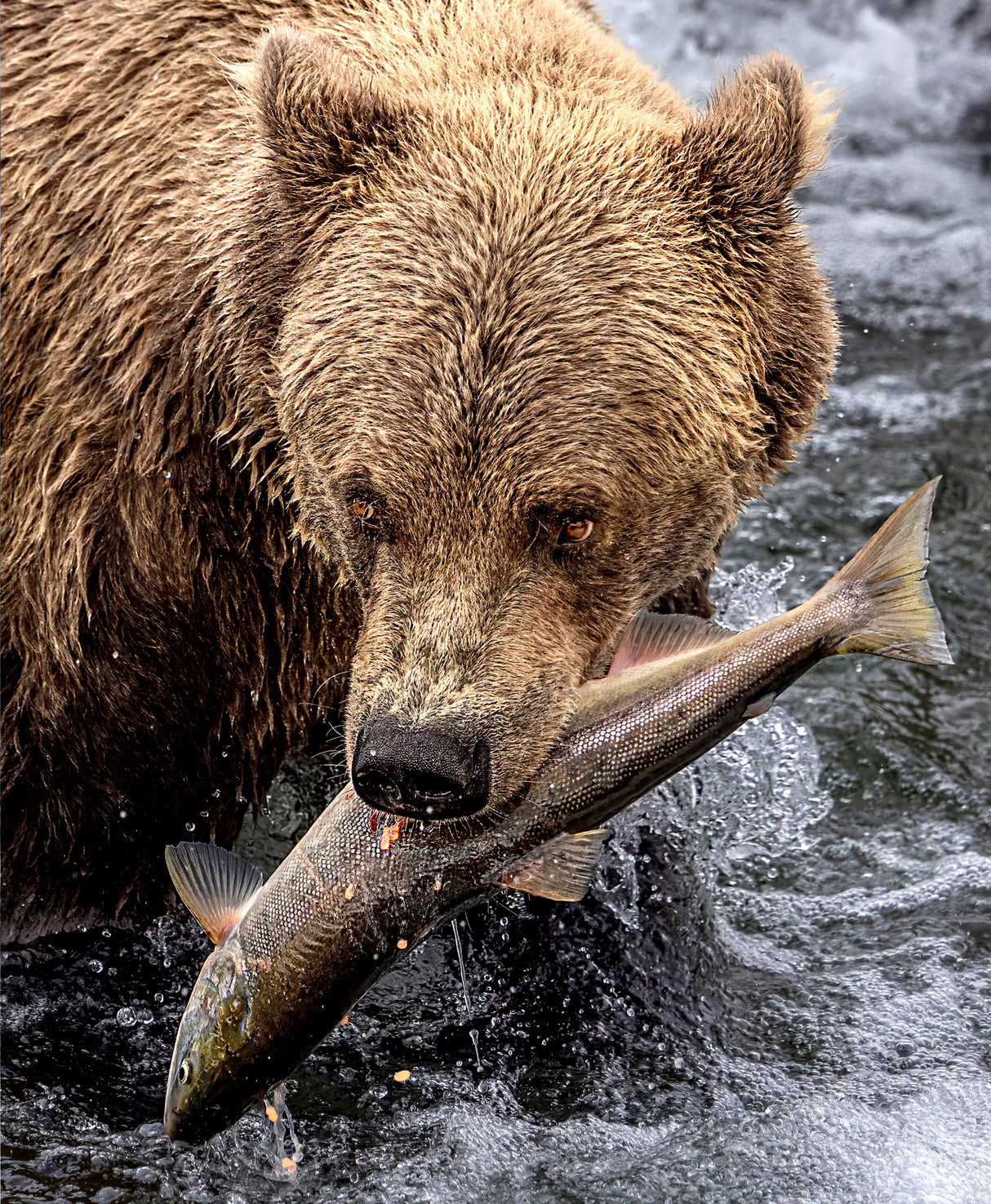 A catch Poster och Canvastavla