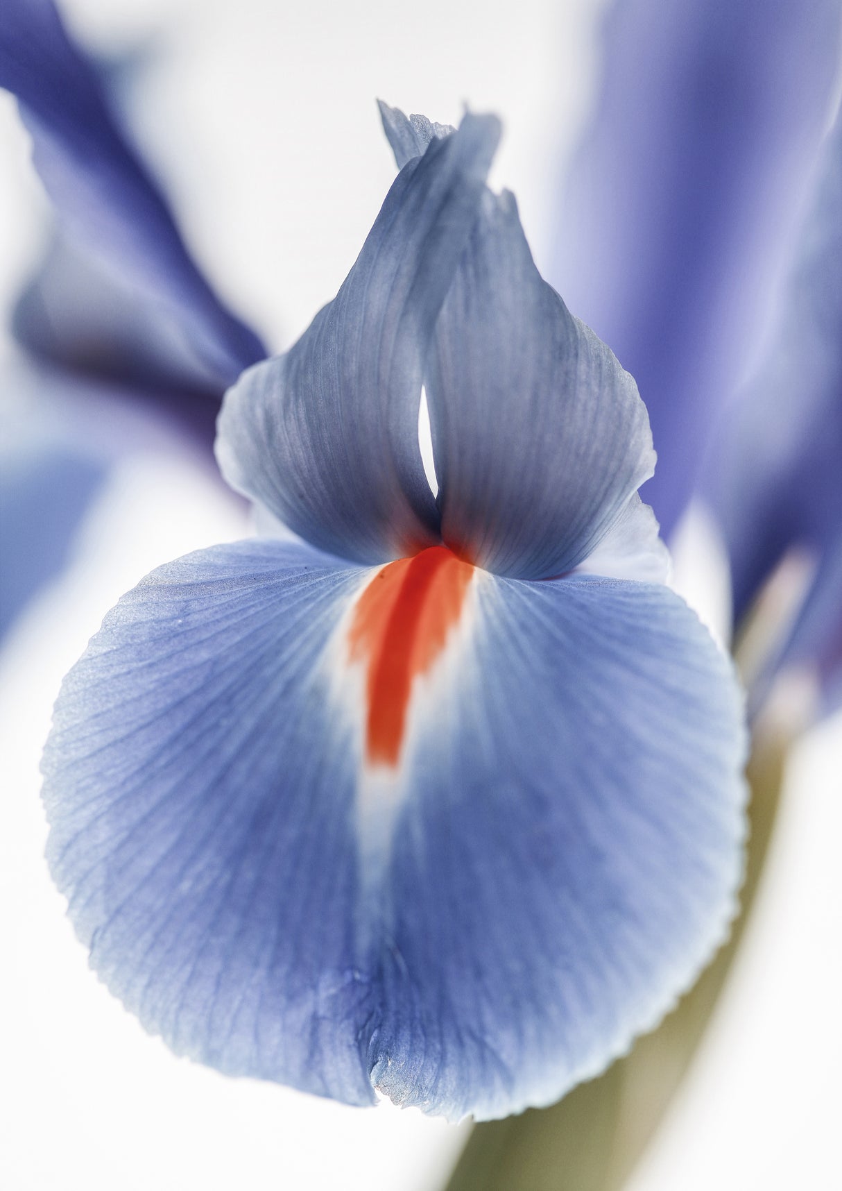 Lilly Poster och Canvastavla