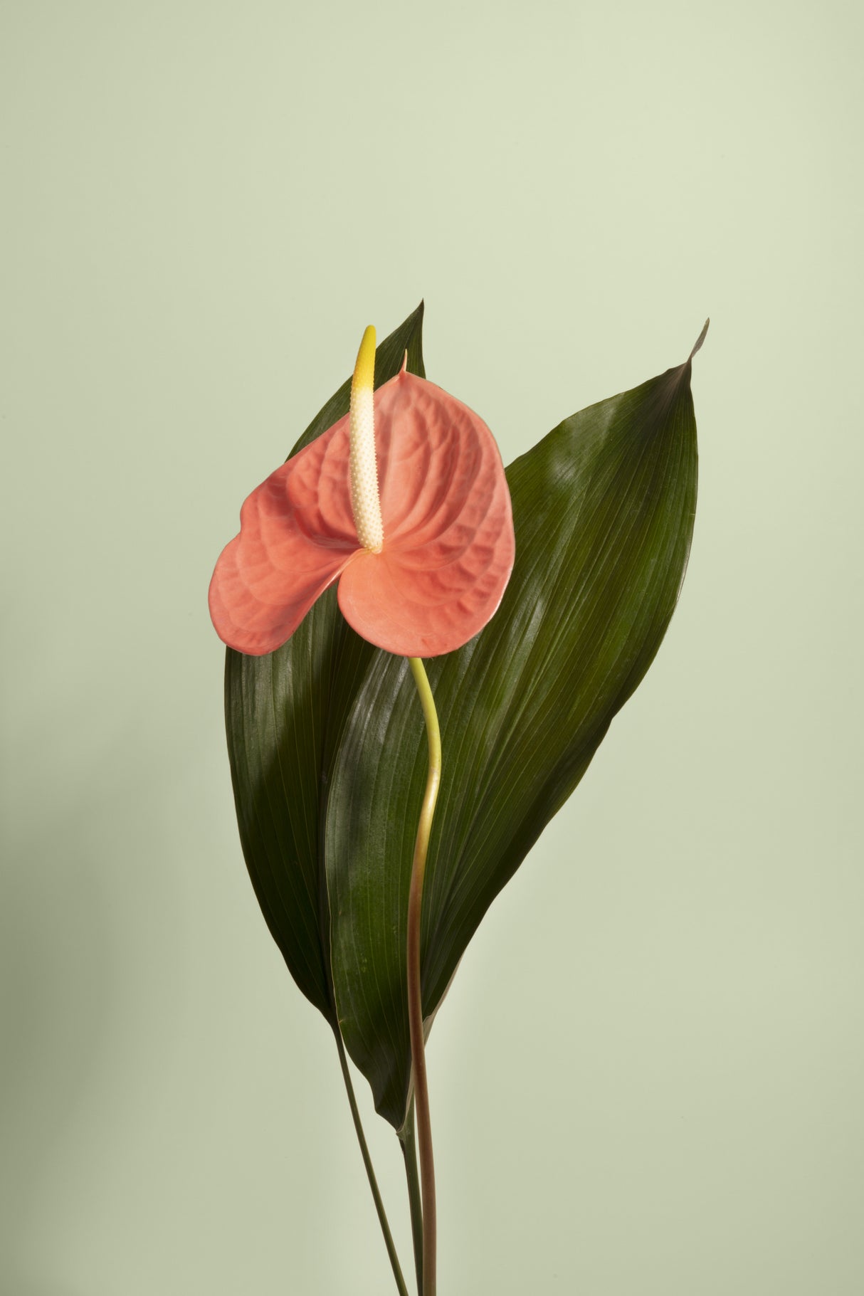 Flor Poster och Canvastavla