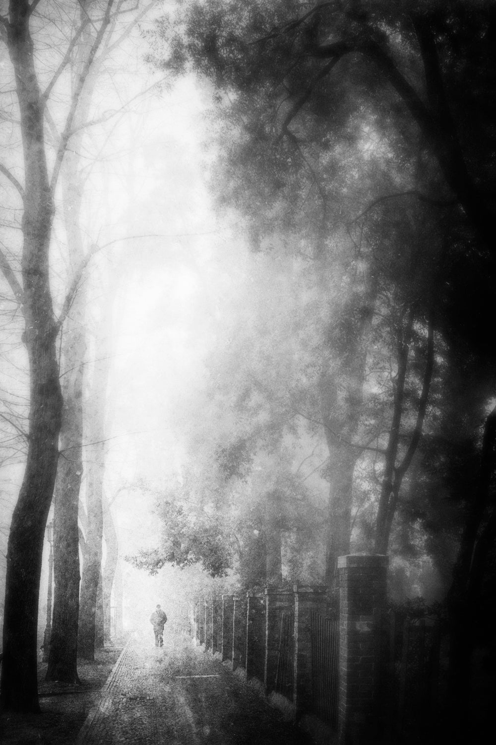 Foggy Day Poster och Canvastavla
