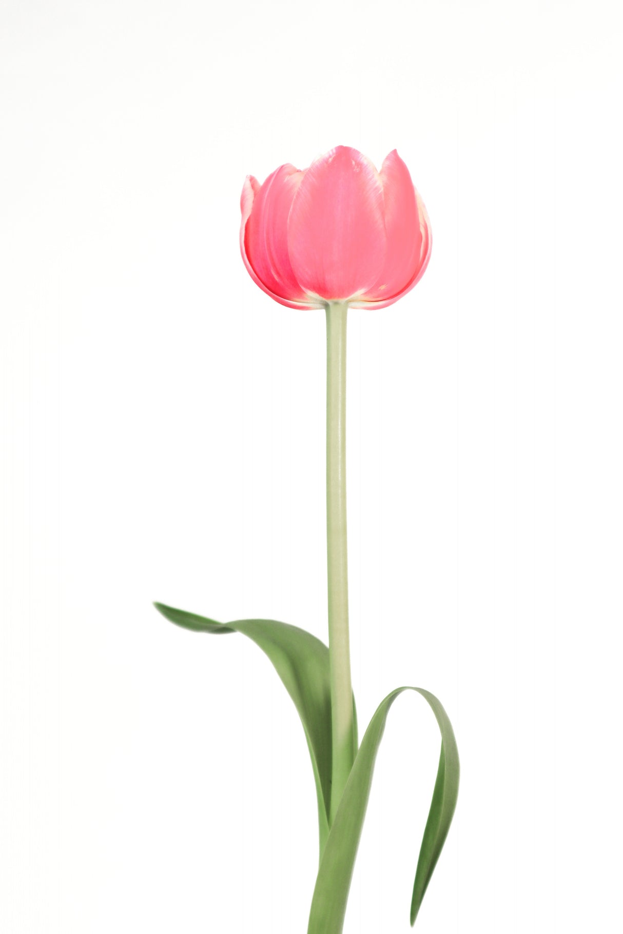 Pink tulip Poster och Canvastavla