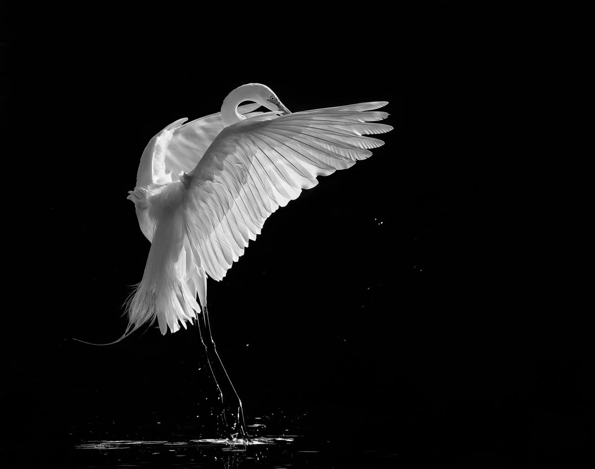 Portrait of A Great White Egret Poster och Canvastavla