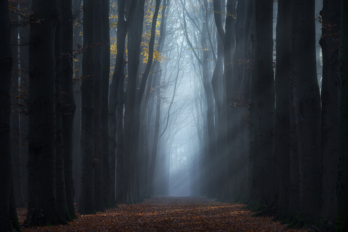 The end of the forest Poster och Canvastavla