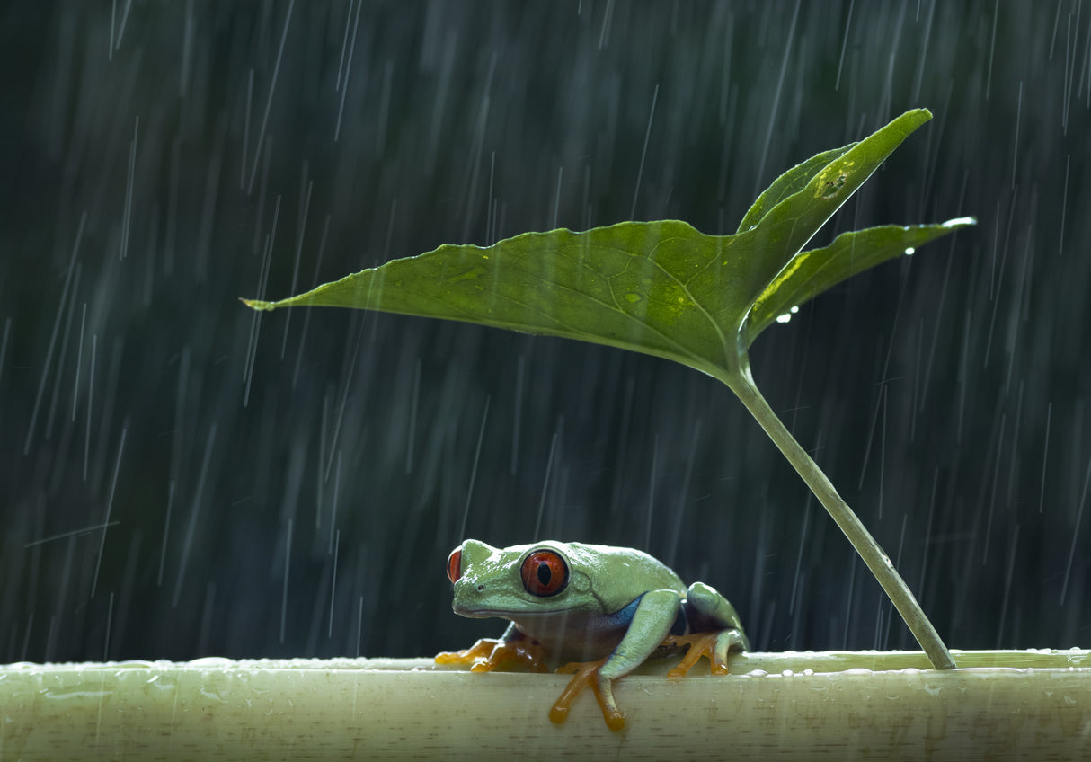 Under the rain Poster och Canvastavla
