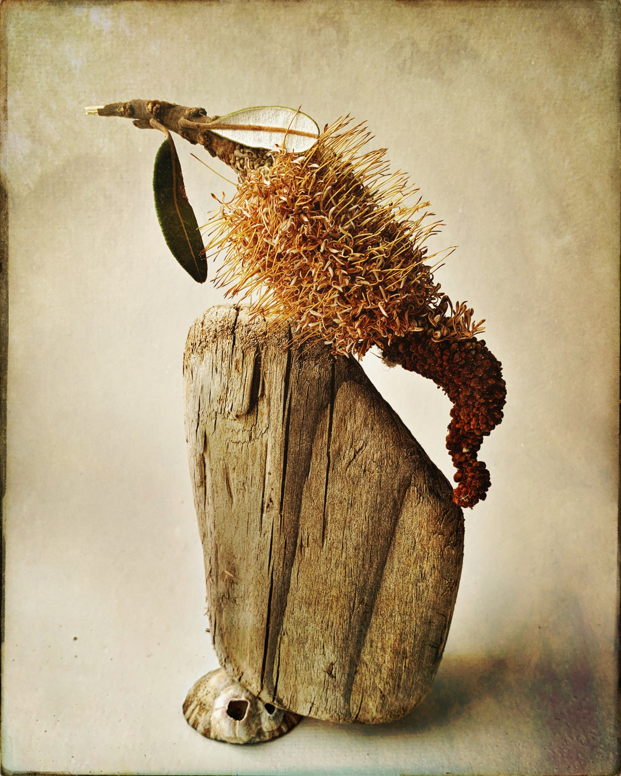 Balance Banksia Poster och Canvastavla