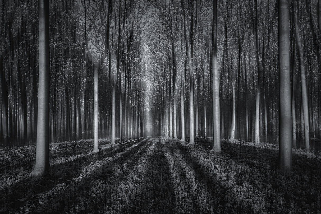 Into The Forest Poster och Canvastavla