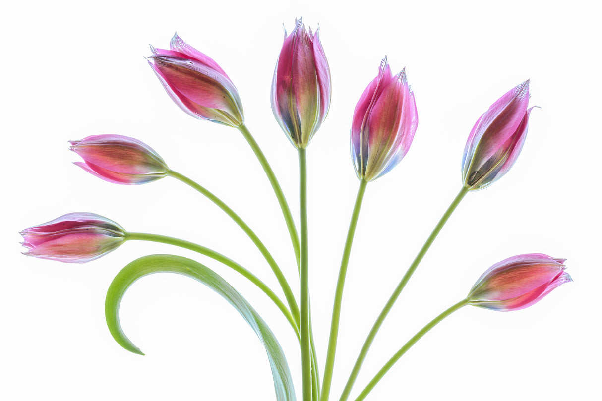 Tulipa Poster och Canvastavla