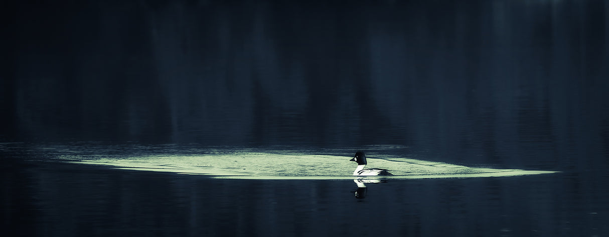 Common goldeneye Poster och Canvastavla