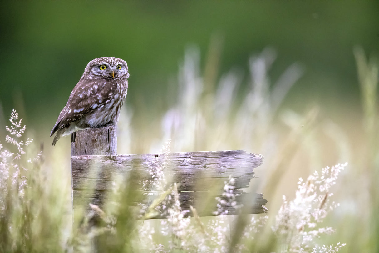 Little owl Poster och Canvastavla