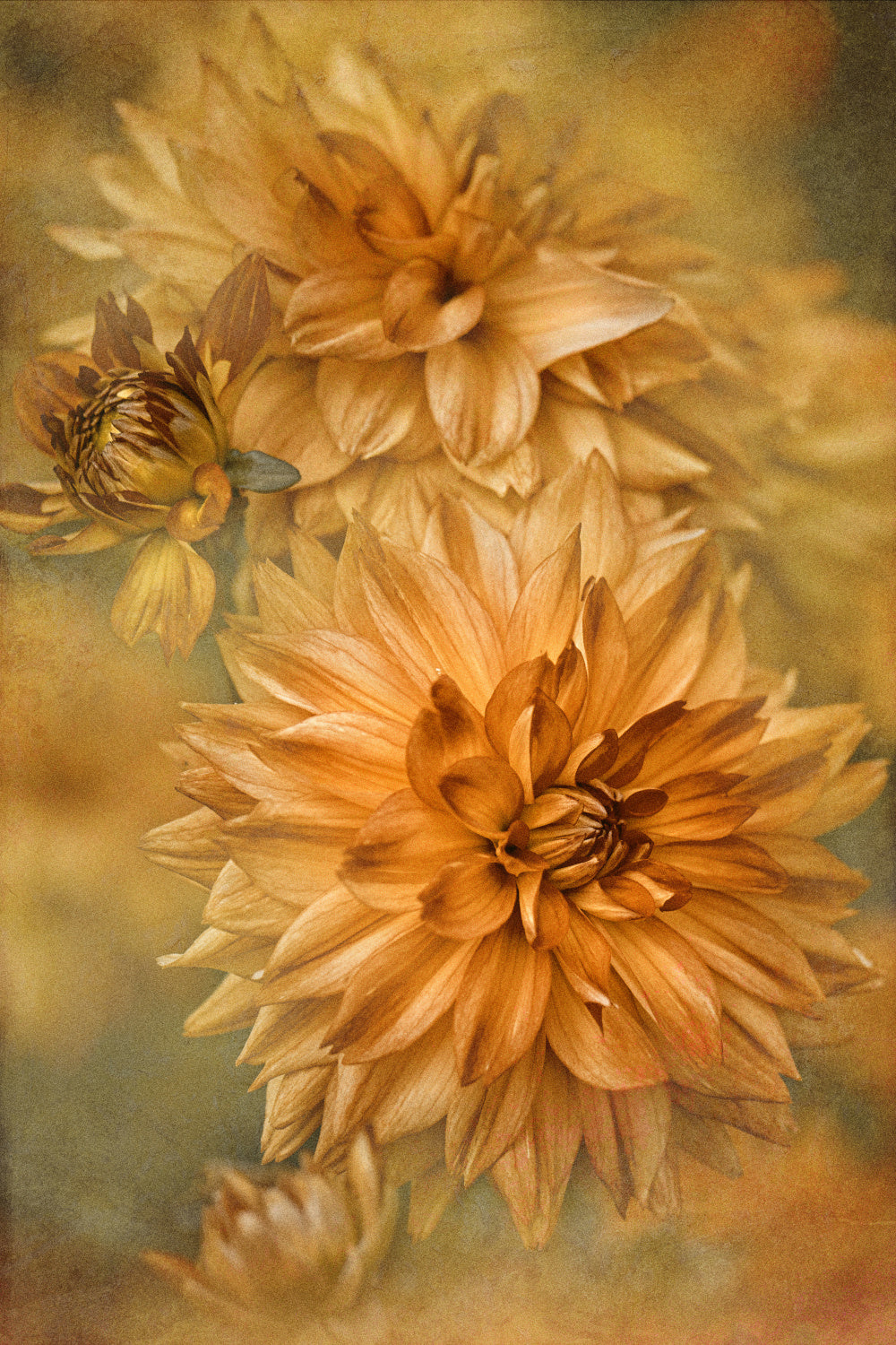 GOLDEN GLOW Poster och Canvastavla