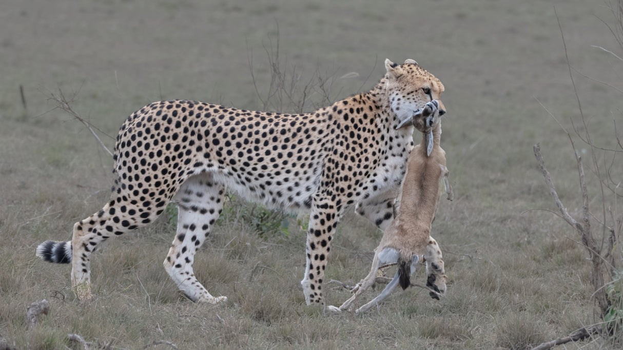 Cheetah hunted a Thompson's Gazelle Poster och Canvastavla