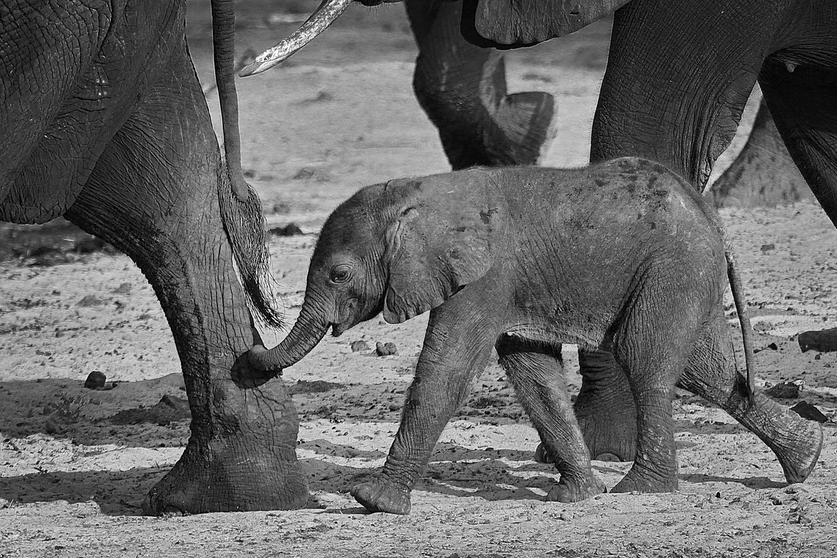 baby elephant Poster och Canvastavla