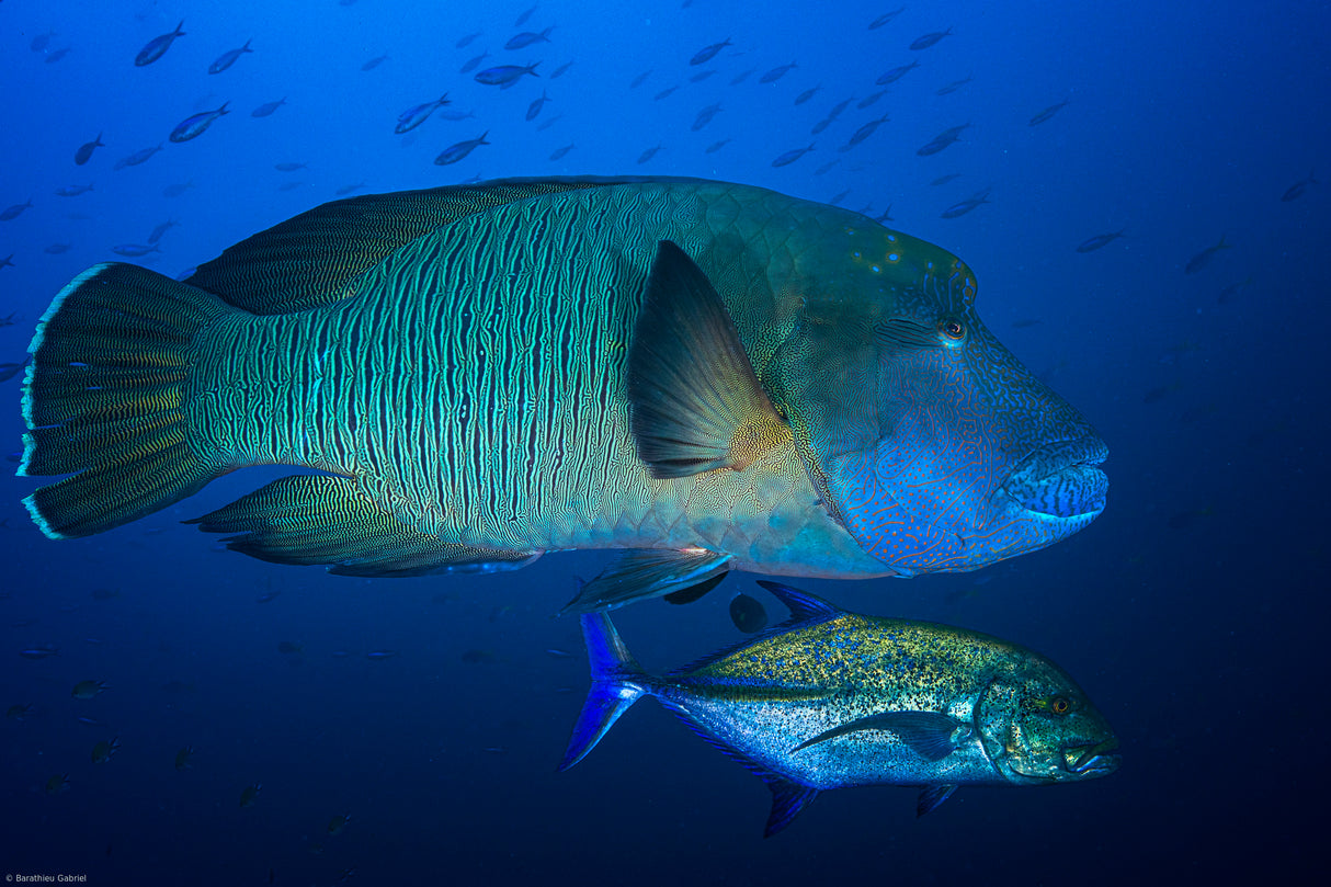 Humphead wrasse Poster och Canvastavla