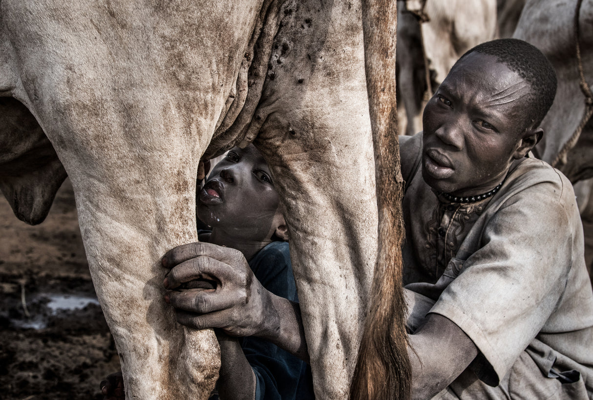 A Mundari tribe father feeding his child with the milk that comes out of the cow's udder Poster och Canvastavla