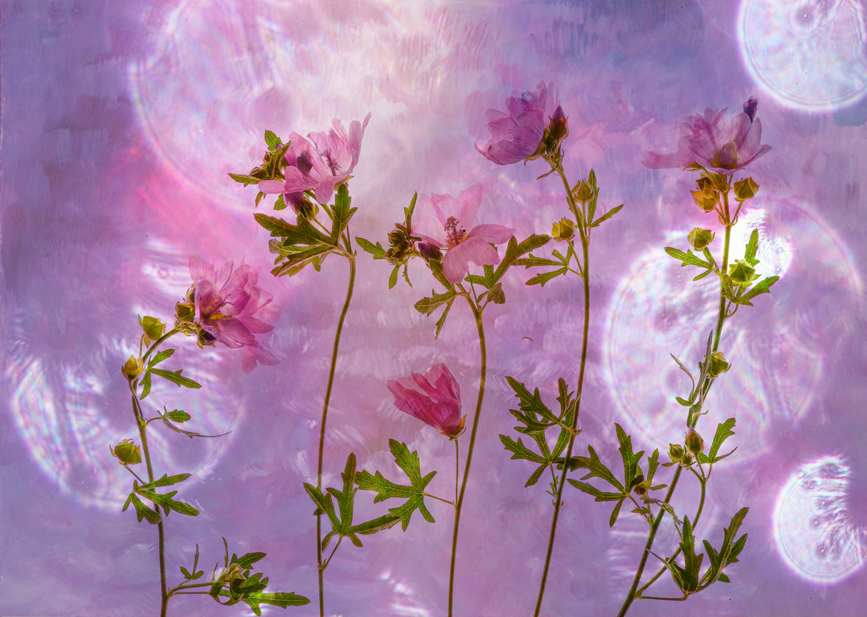 pink Poster och Canvastavla