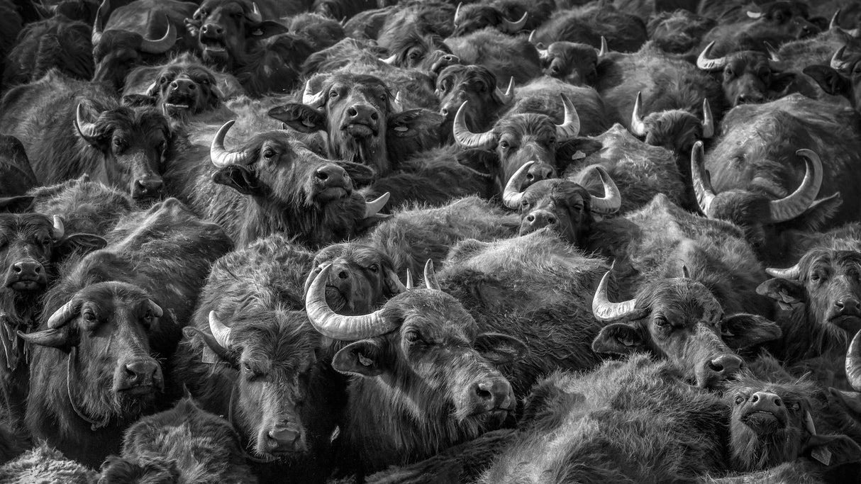 asian buffaloes Poster och Canvastavla