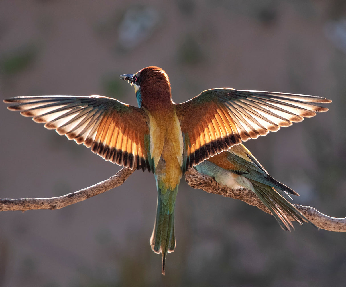 The bee-eater in the light Poster och Canvastavla