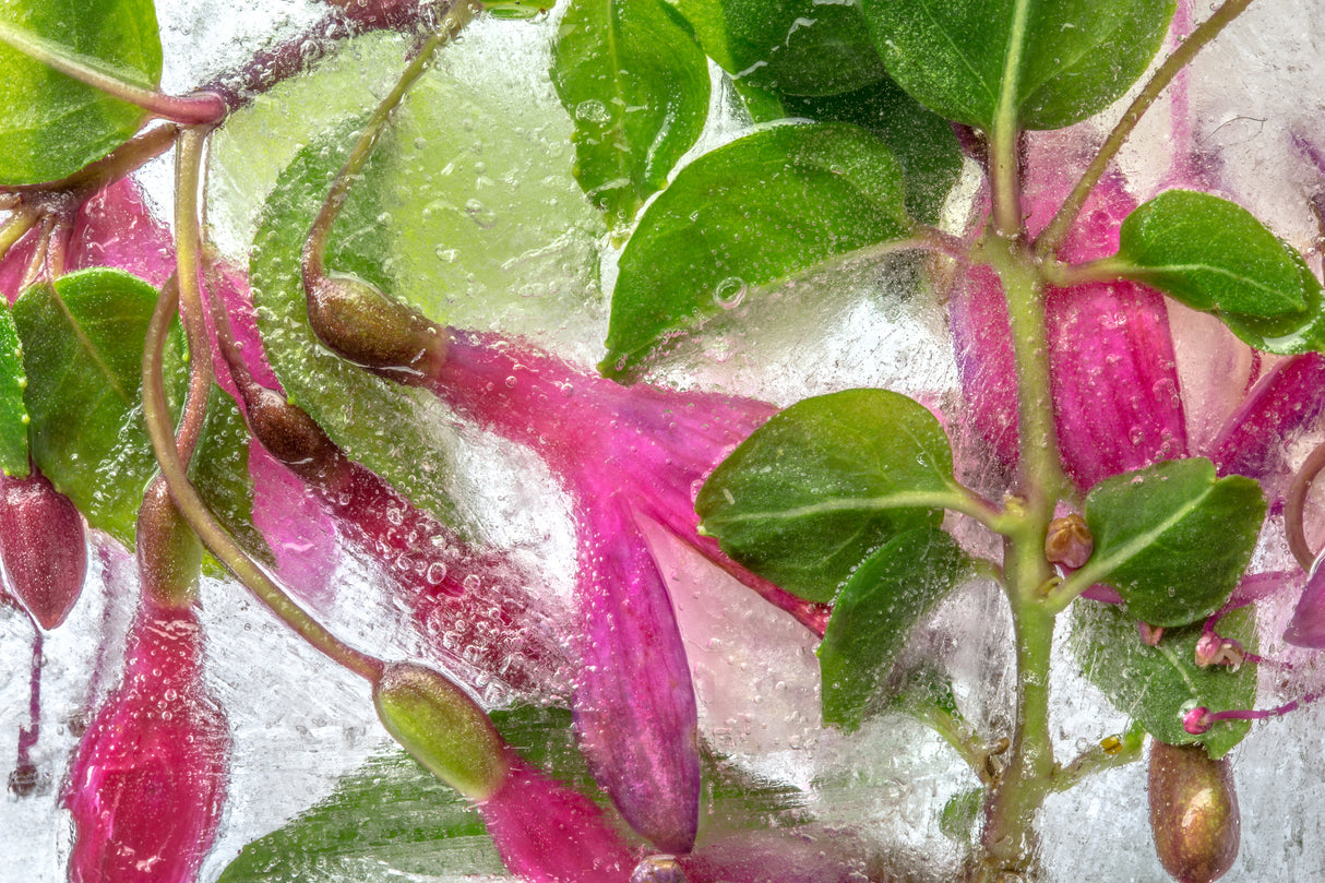 Fuchsia freeze Poster och Canvastavla