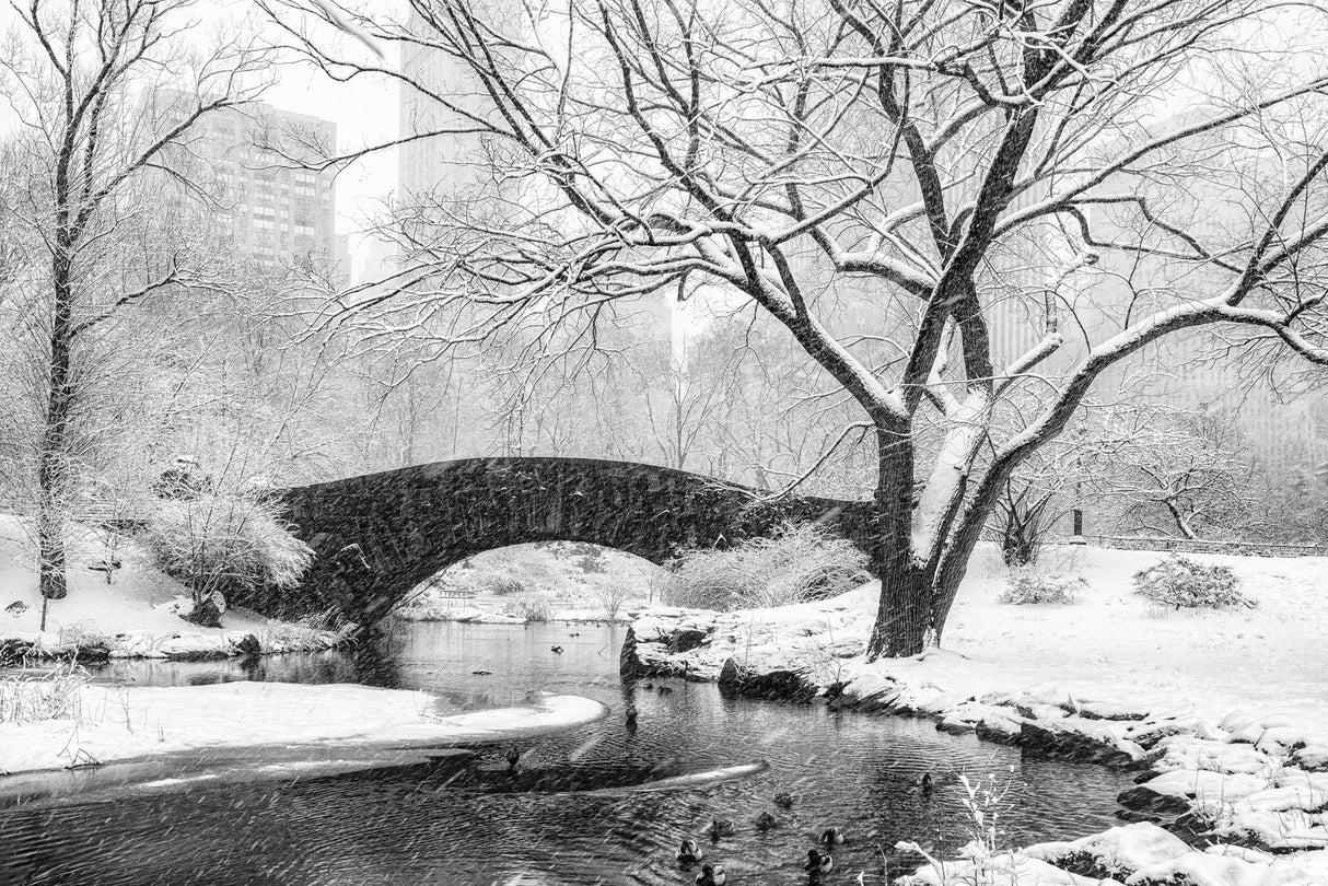 central park snow Poster och Canvastavla