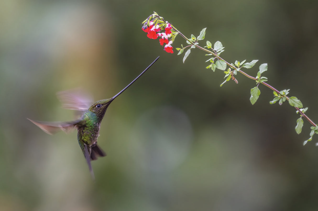 Sward_Billed Hummingbird Poster och Canvastavla