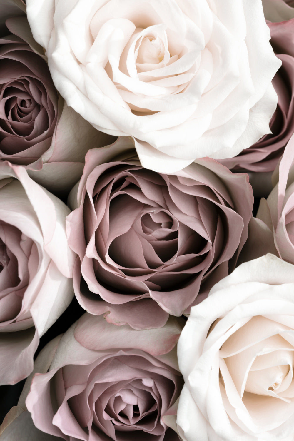 Roses Poster och Canvastavla
