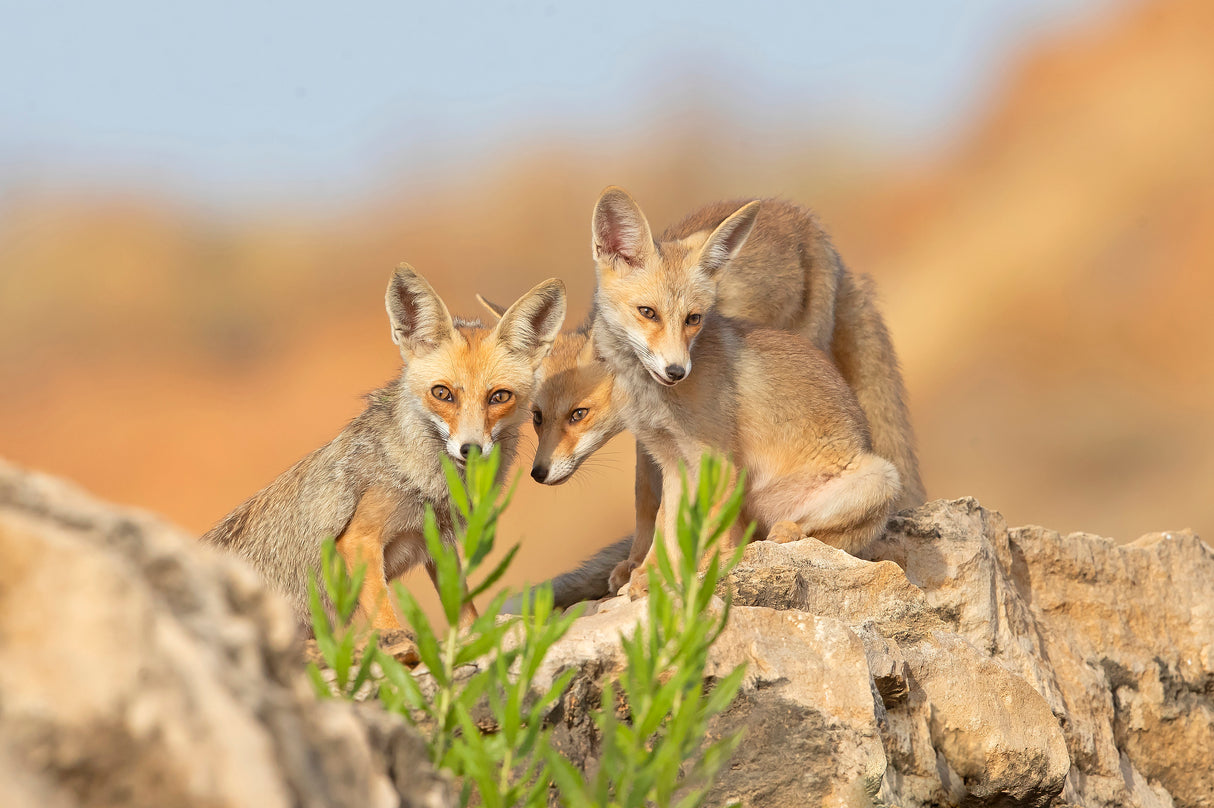 Fox family Poster och Canvastavla