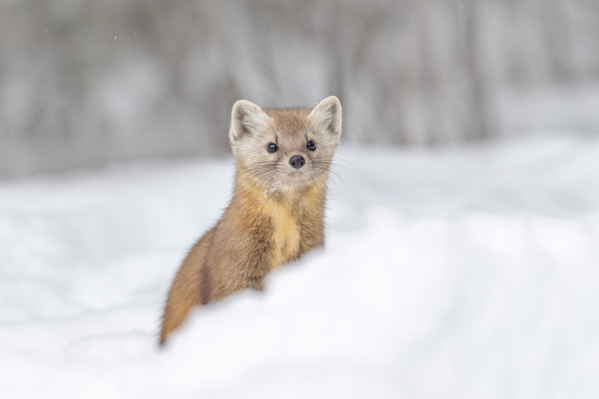 Pine Marten Poster och Canvastavla