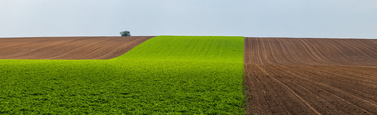 Green land Poster och Canvastavla