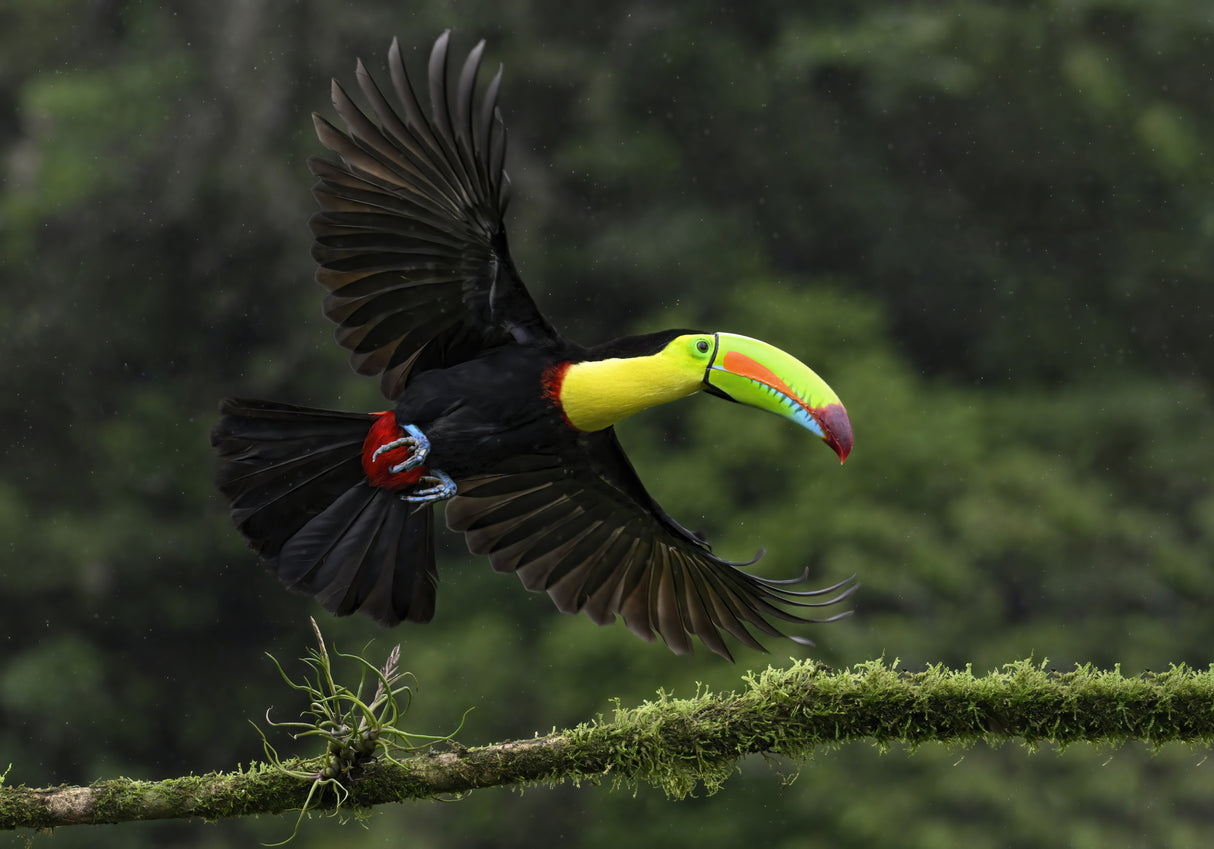 Toucan in flight Poster och Canvastavla