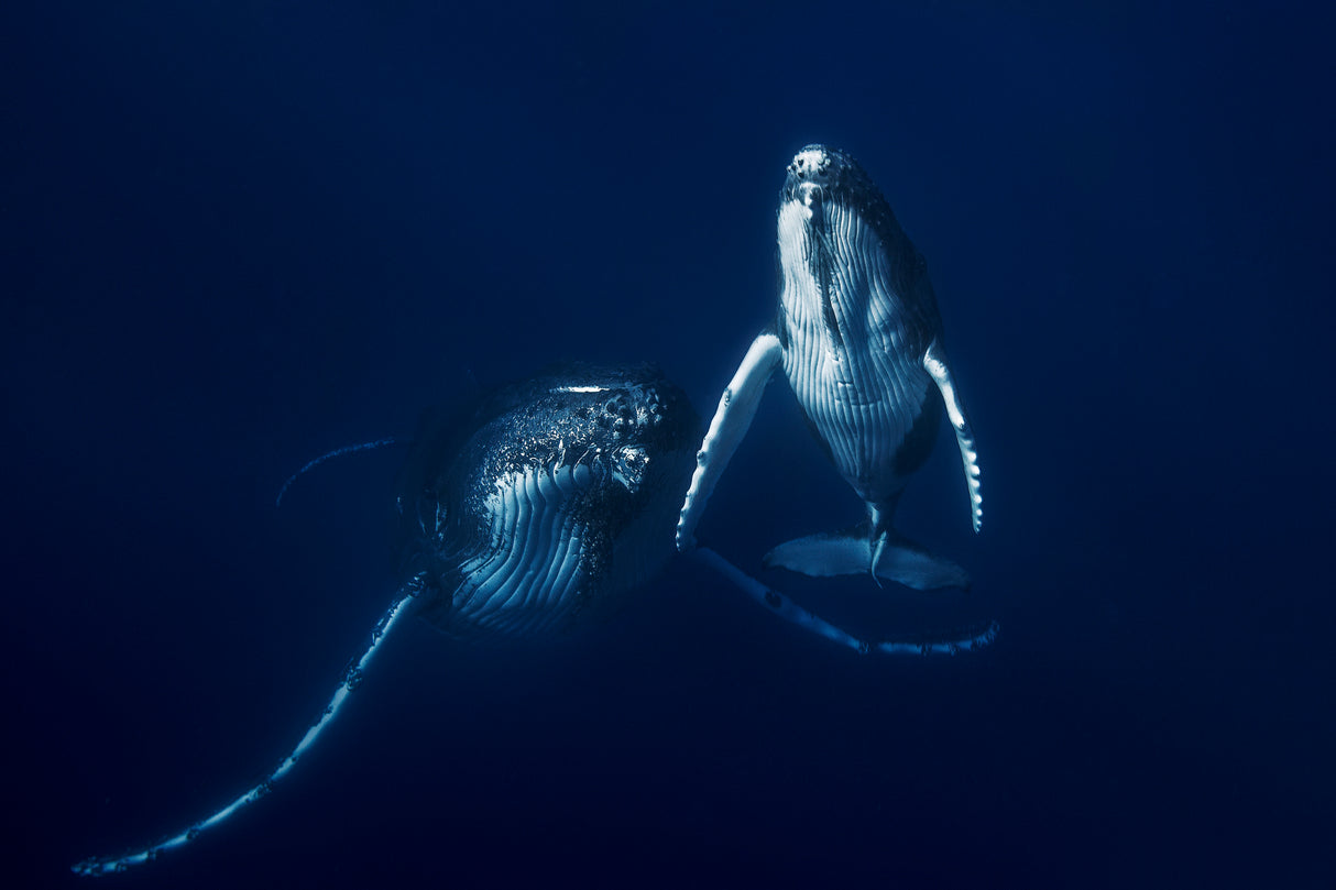 Humpback whale mother and calf Poster och Canvastavla