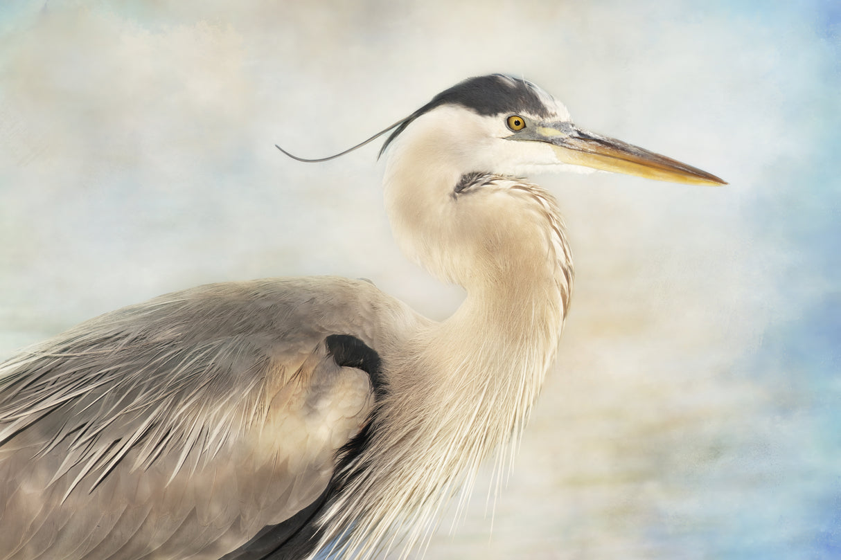 The Great Blue Heron Poster och Canvastavla
