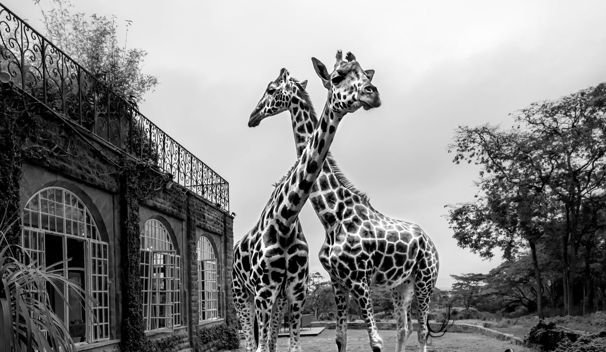 The Girafferaffe Manor Poster och Canvastavla