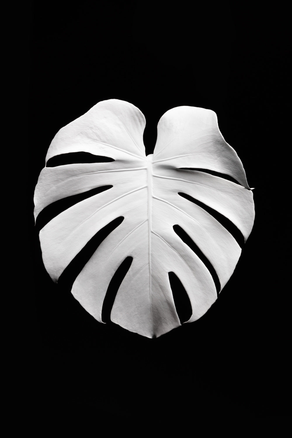 Monstera White 04 Poster och Canvastavla