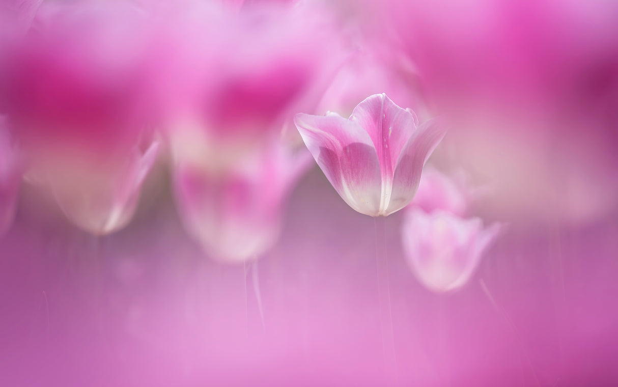 Enchanted tulips Poster och Canvastavla
