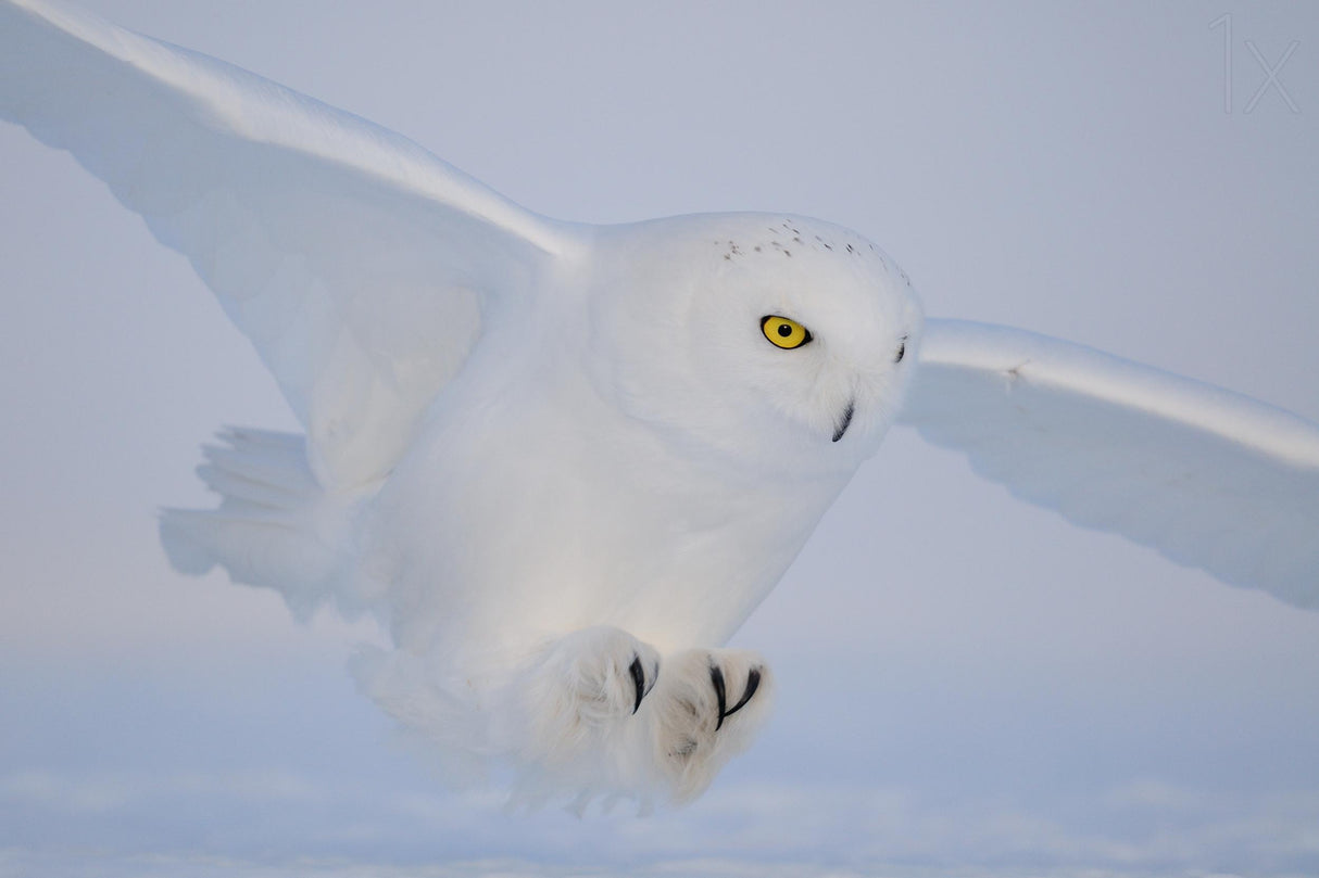 Golden eyes on the hunt Poster och Canvastavla