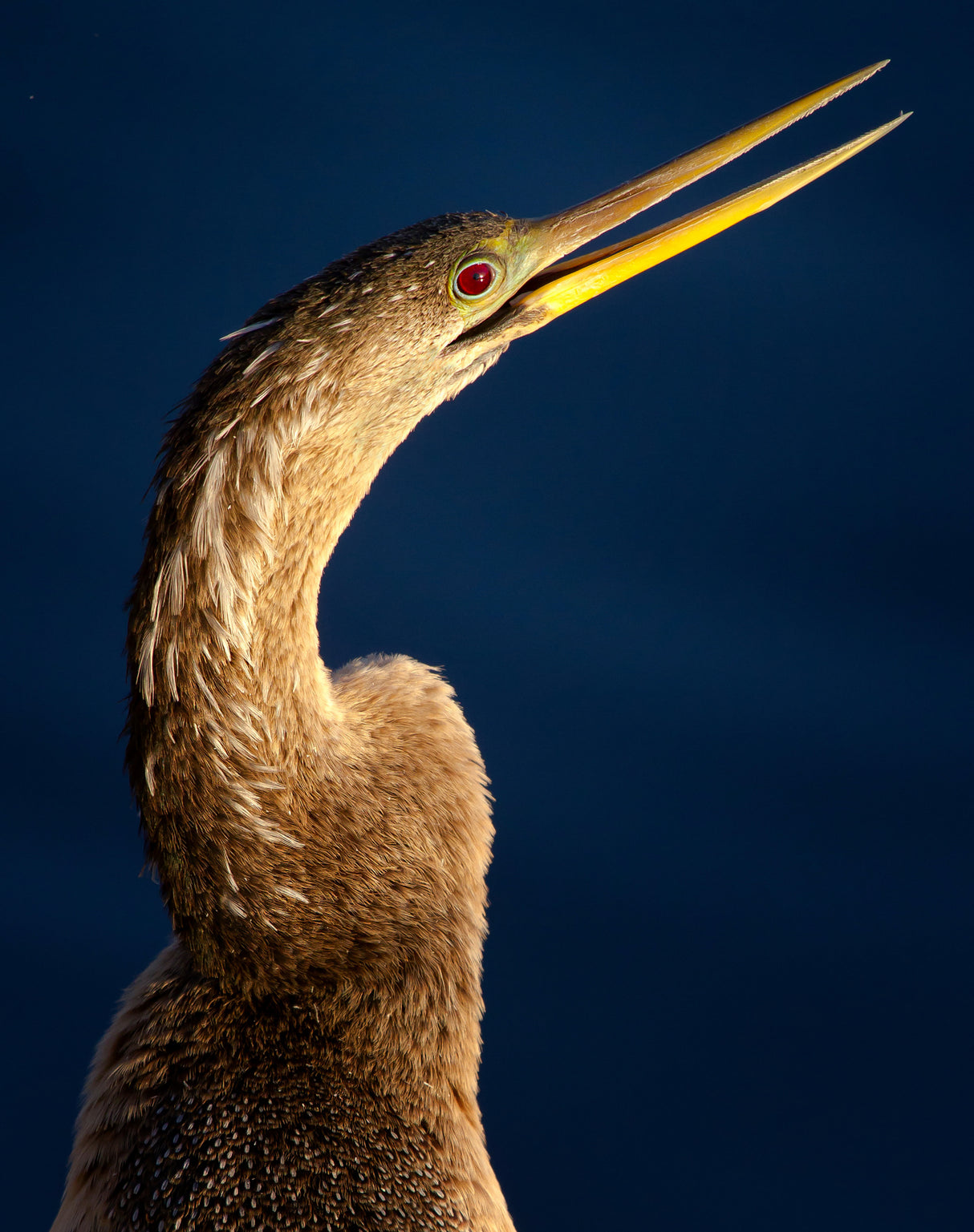 Anhinga portrait Poster och Canvastavla