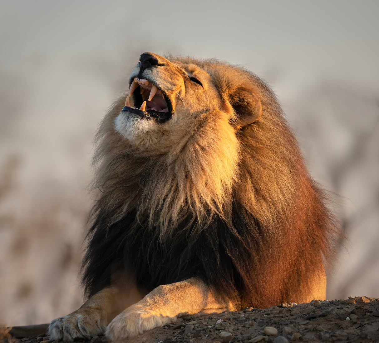 Morning Roar Poster och Canvastavla