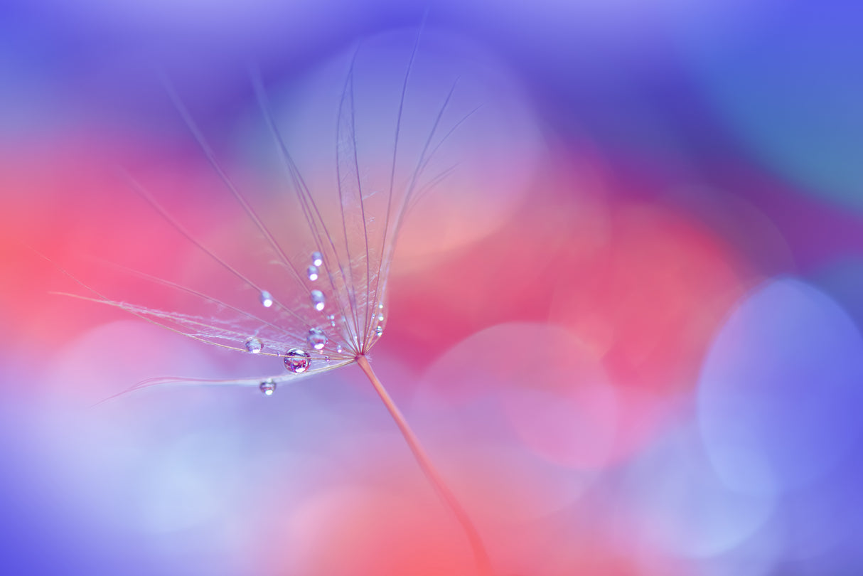 Creation of Life..II Poster och Canvastavla