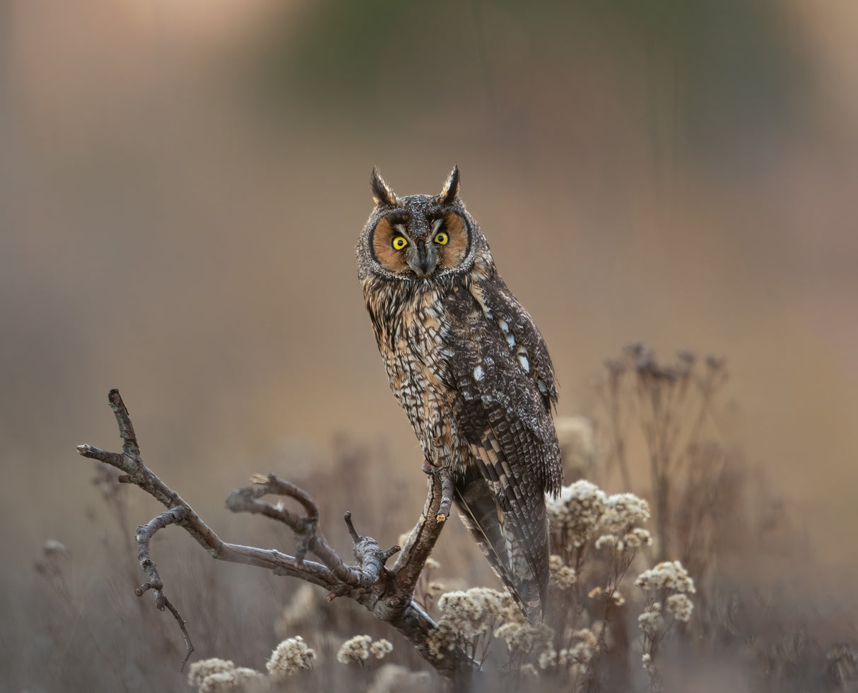 Long Eared Owl Poster och Canvastavla