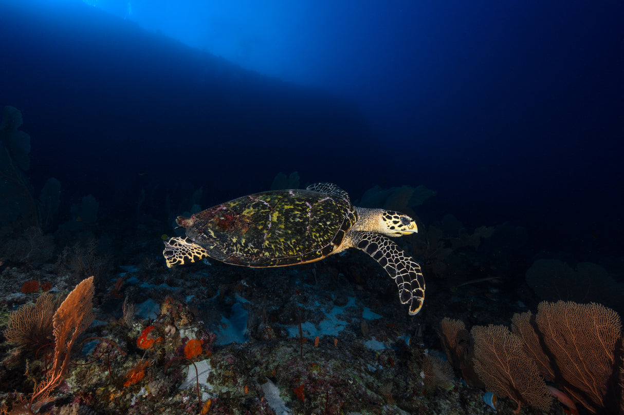Hawksbill Turtle Poster och Canvastavla