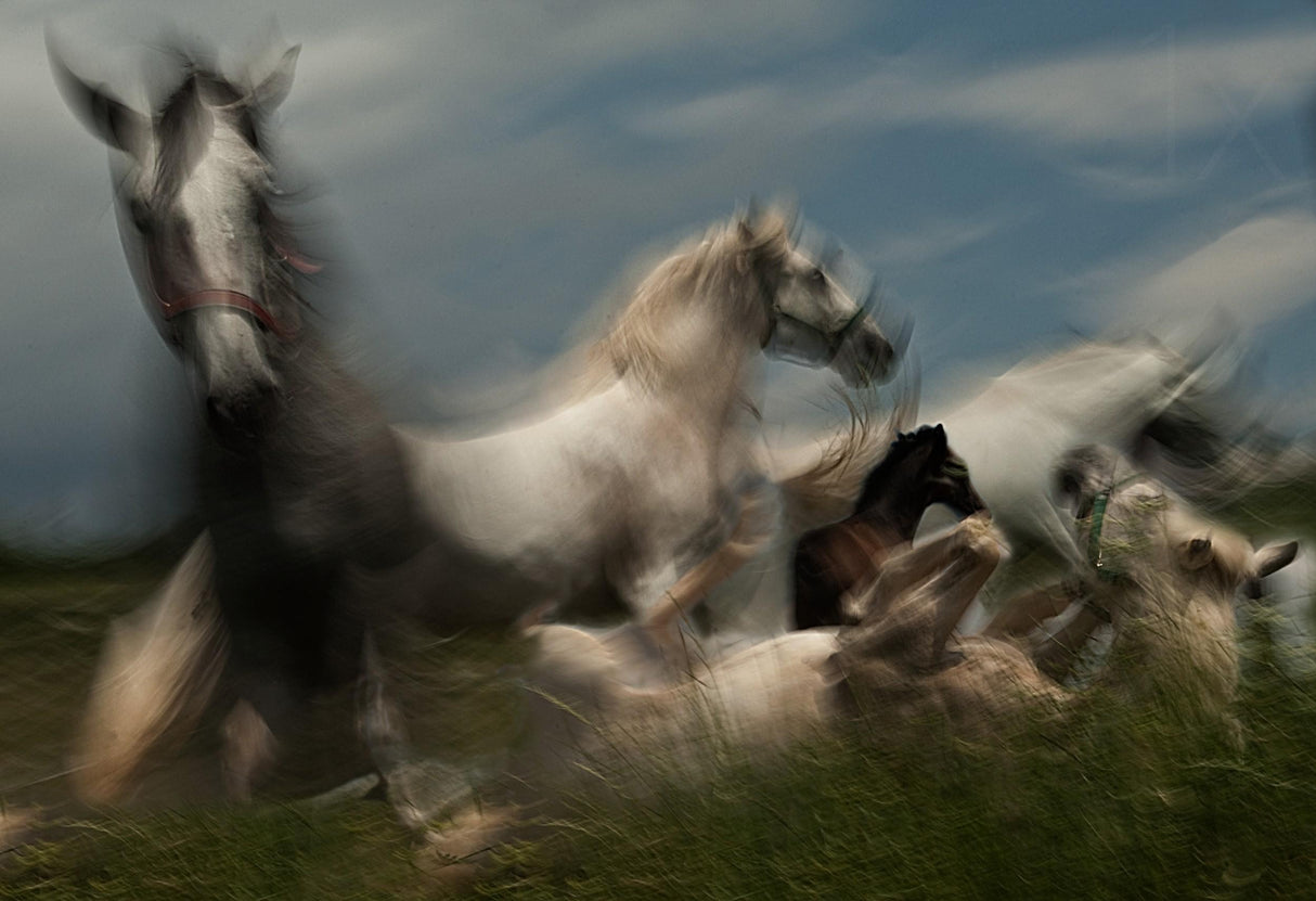 Play in grass Poster och Canvastavla
