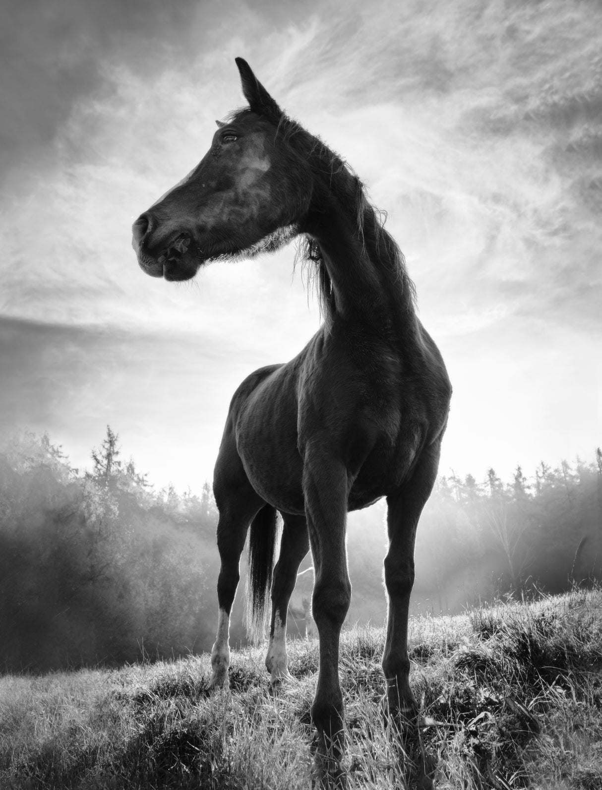 Backlight horse Poster och Canvastavla