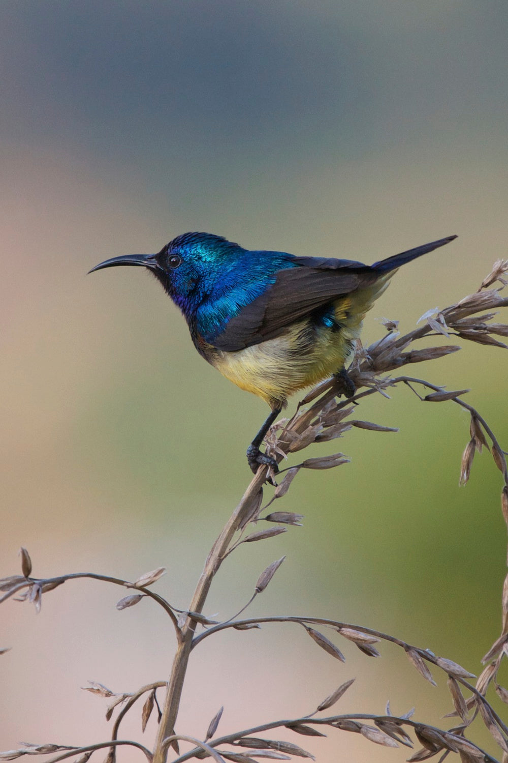 Variable Sunbird Poster och Canvastavla