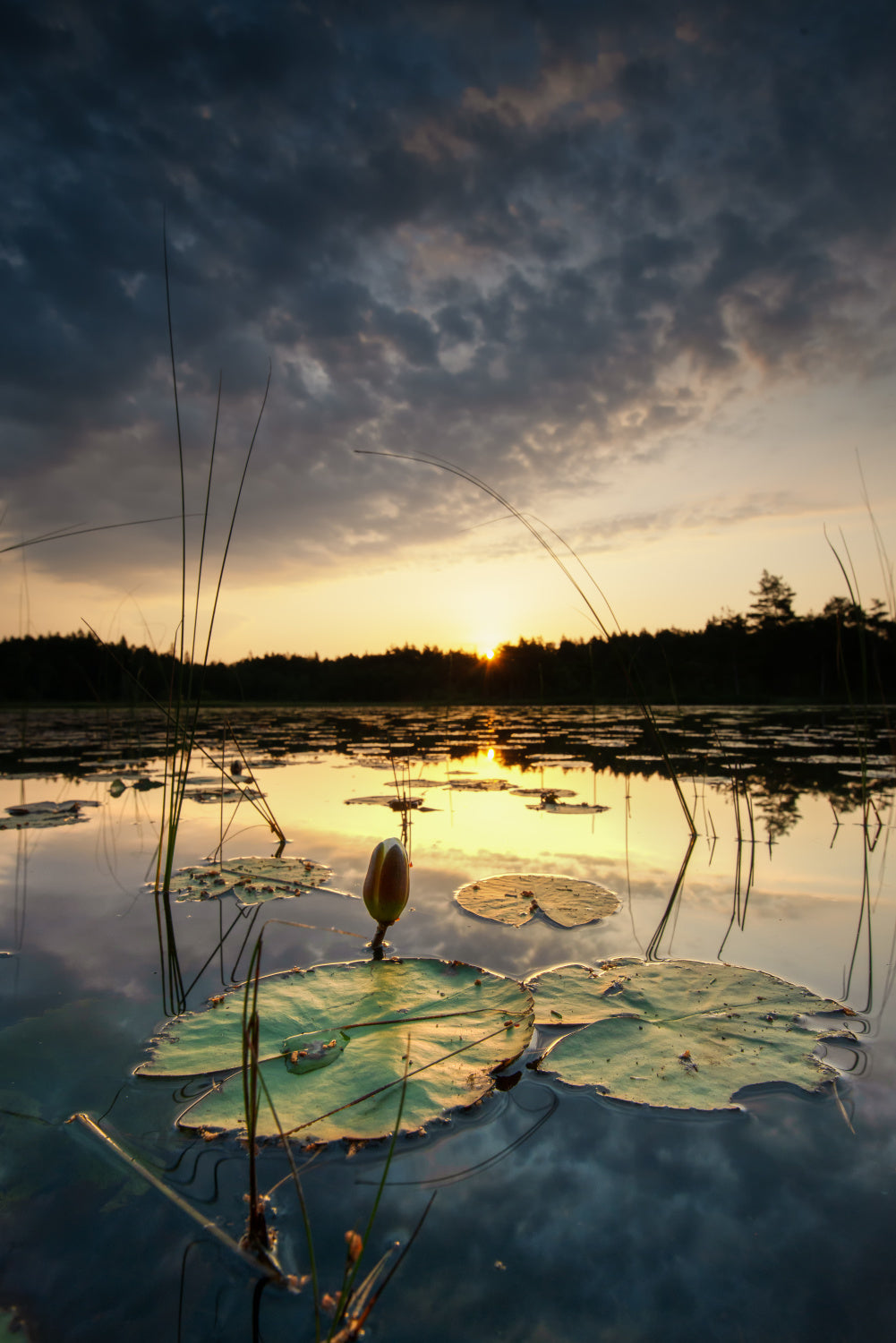 Water lily bud Poster och Canvastavla