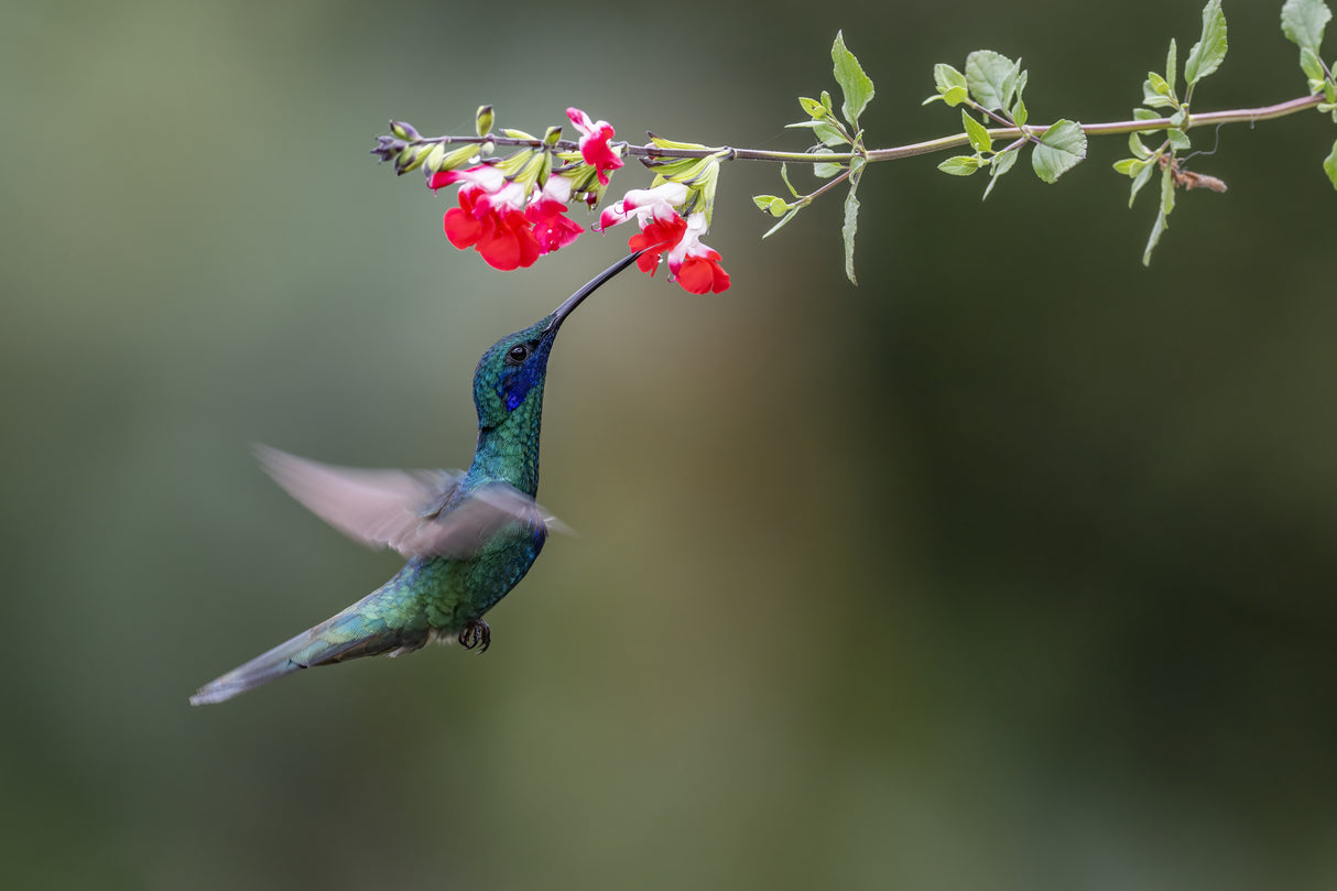 Sparkling Violetear Hummingbird Poster och Canvastavla
